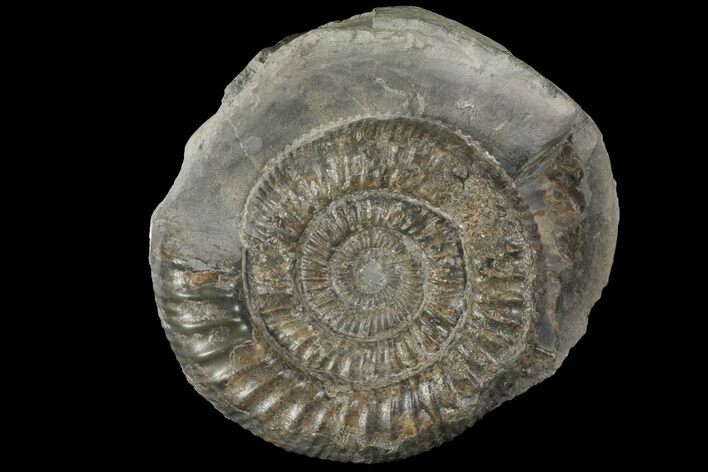 Dactylioceras Ammonite Fossil - England #100473